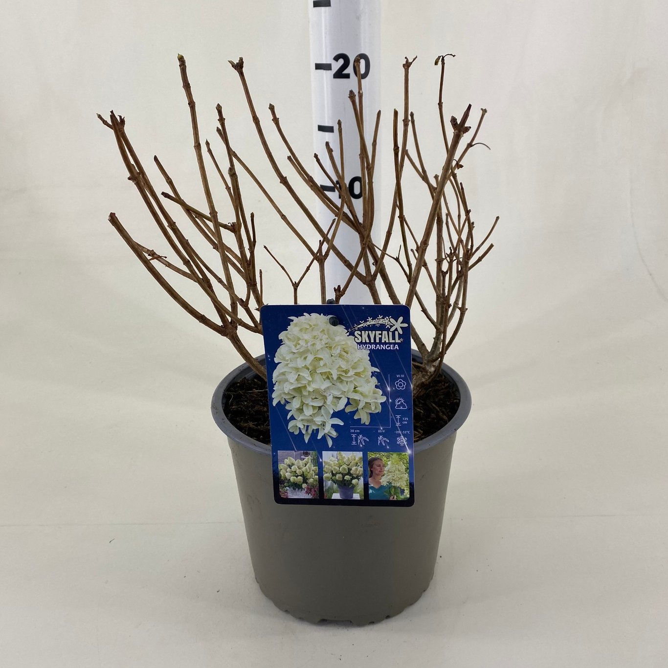 Hydrangea pan. 'Skyfall'® - C3 20-30 CM